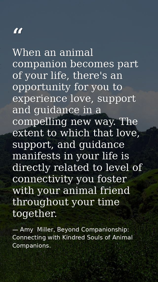 When an animal companion becomes part of your life, there's an opportunity for you to experience love, support and guida — Amy  Miller, Beyond Companionship: Connecting with Kindred Souls of Animal Companions.