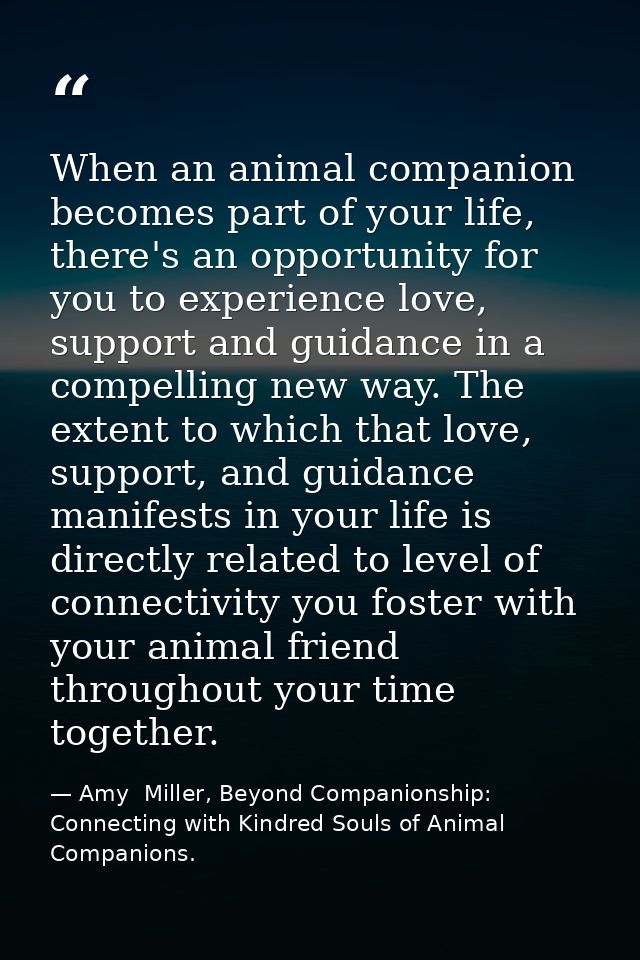 When an animal companion becomes part of your life, there's an opportunity for you to experience love, support and guida — Amy  Miller, Beyond Companionship: Connecting with Kindred Souls of Animal Companions.