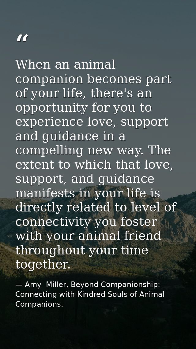 When an animal companion becomes part of your life, there's an opportunity for you to experience love, support and guida — Amy  Miller, Beyond Companionship: Connecting with Kindred Souls of Animal Companions.