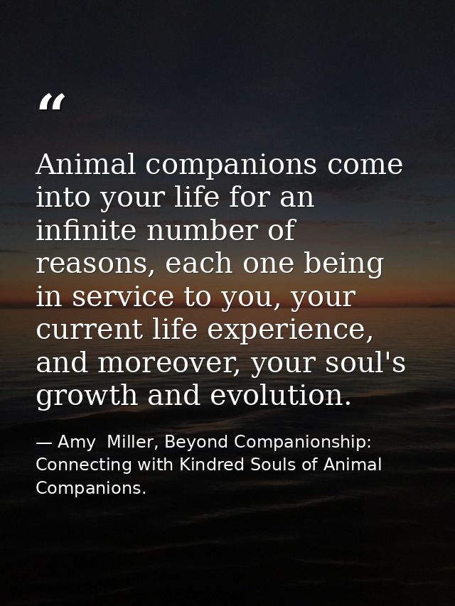 Animal companions come into your life for an infinite number of reasons, each one being in service to you, your current  — Amy  Miller, Beyond Companionship: Connecting with Kindred Souls of Animal Companions.