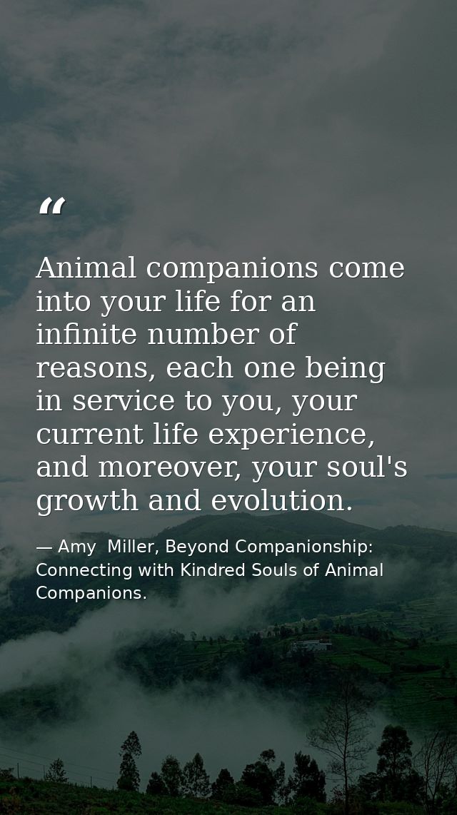 Animal companions come into your life for an infinite number of reasons, each one being in service to you, your current  — Amy  Miller, Beyond Companionship: Connecting with Kindred Souls of Animal Companions.