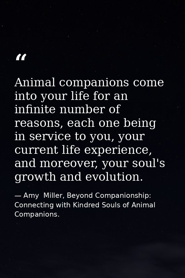 Animal companions come into your life for an infinite number of reasons, each one being in service to you, your current  — Amy  Miller, Beyond Companionship: Connecting with Kindred Souls of Animal Companions.