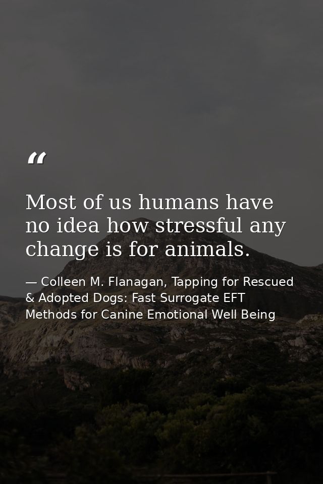 Most of us humans have no idea how stressful any change is for animals. — Colleen M. Flanagan, Tapping for Rescued & Adopted Dogs: Fast Surrogate EFT Methods for Canine Emotional Well Being
