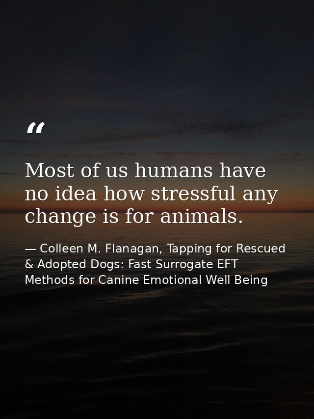 Most of us humans have no idea how stressful any change is for animals. — Colleen M. Flanagan, Tapping for Rescued & Adopted Dogs: Fast Surrogate EFT Methods for Canine Emotional Well Being