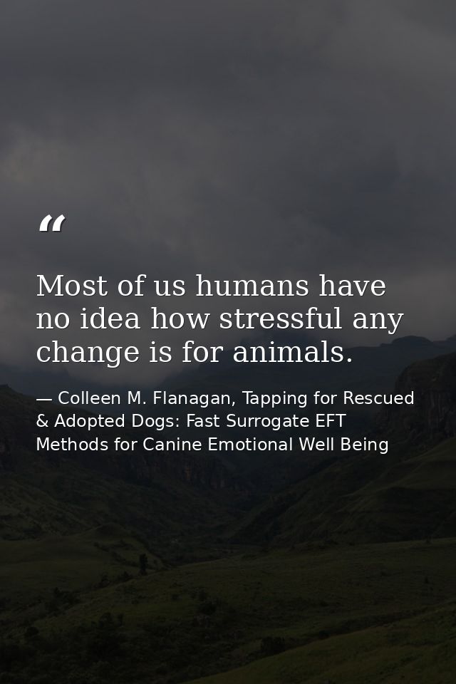 Most of us humans have no idea how stressful any change is for animals. — Colleen M. Flanagan, Tapping for Rescued & Adopted Dogs: Fast Surrogate EFT Methods for Canine Emotional Well Being