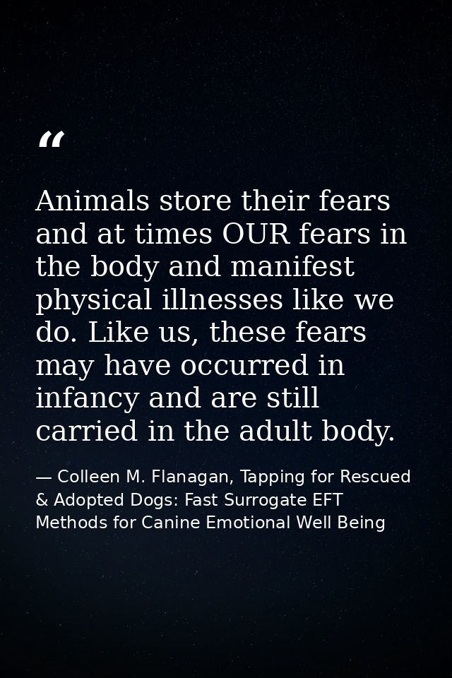 Animals store their fears and at times OUR fears in the body and manifest physical illnesses like we do. Like us, these  — Colleen M. Flanagan, Tapping for Rescued & Adopted Dogs: Fast Surrogate EFT Methods for Canine Emotional Well Being