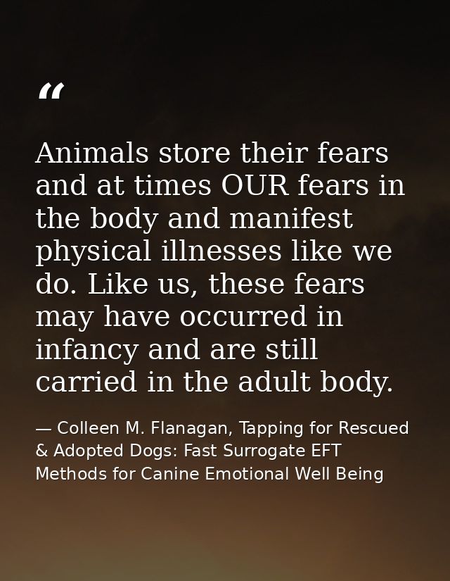 Animals store their fears and at times OUR fears in the body and manifest physical illnesses like we do. Like us, these  — Colleen M. Flanagan, Tapping for Rescued & Adopted Dogs: Fast Surrogate EFT Methods for Canine Emotional Well Being