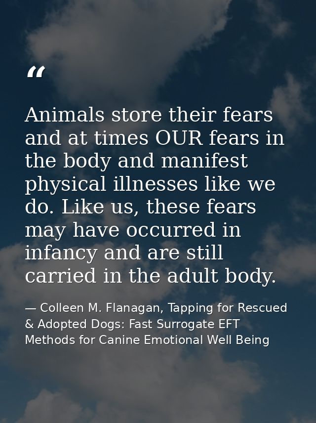 Animals store their fears and at times OUR fears in the body and manifest physical illnesses like we do. Like us, these  — Colleen M. Flanagan, Tapping for Rescued & Adopted Dogs: Fast Surrogate EFT Methods for Canine Emotional Well Being