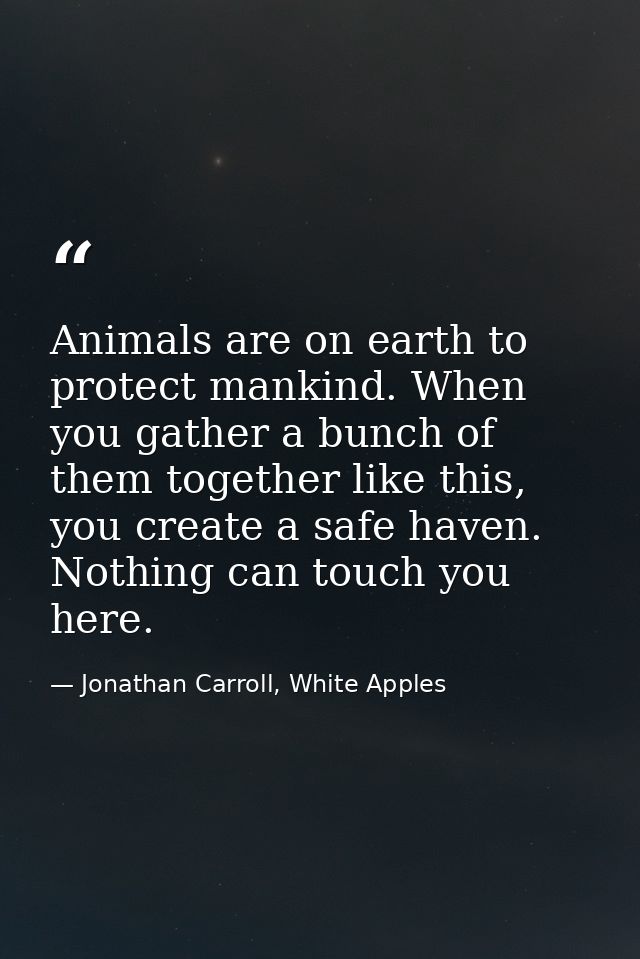Animals are on earth to protect mankind. When you gather a bunch of them together like this, you create a safe haven. No — Jonathan Carroll, White Apples