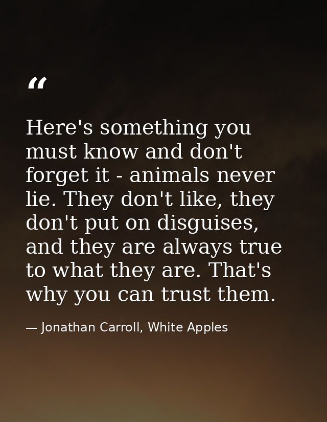 Here's something you must know and don't forget it - animals never lie. They don't like, they don't put on disguises, an — Jonathan Carroll, White Apples