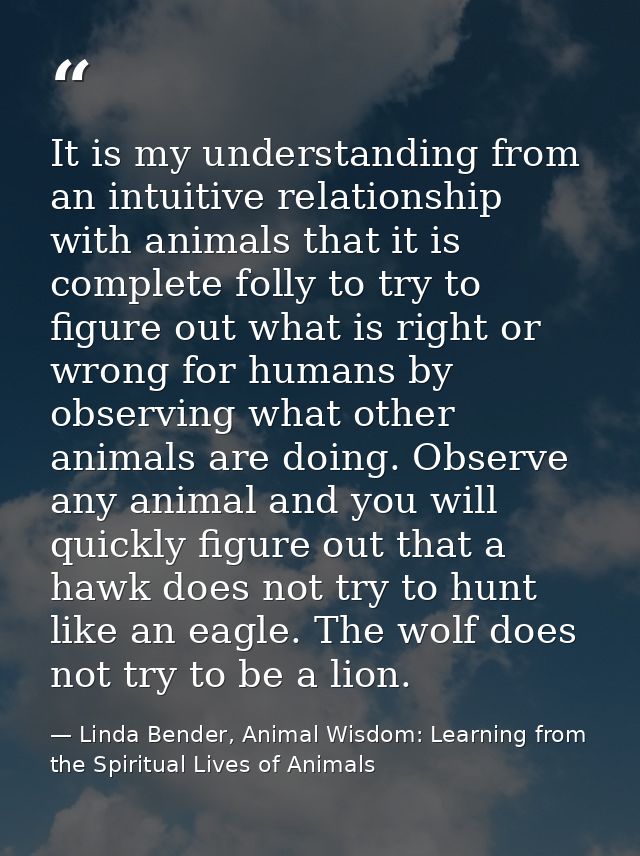 It is my understanding from an intuitive relationship with animals that it is complete folly to try to figure out what i — Linda Bender, Animal Wisdom: Learning from the Spiritual Lives of Animals