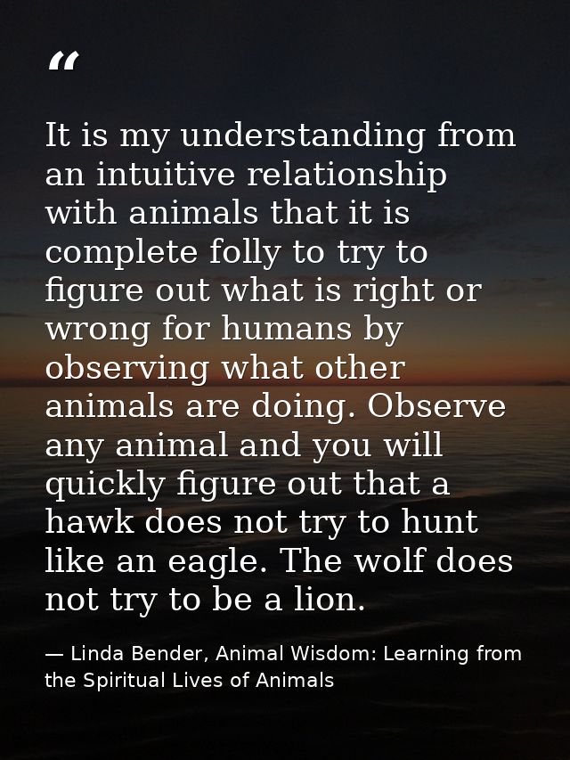 It is my understanding from an intuitive relationship with animals that it is complete folly to try to figure out what i — Linda Bender, Animal Wisdom: Learning from the Spiritual Lives of Animals