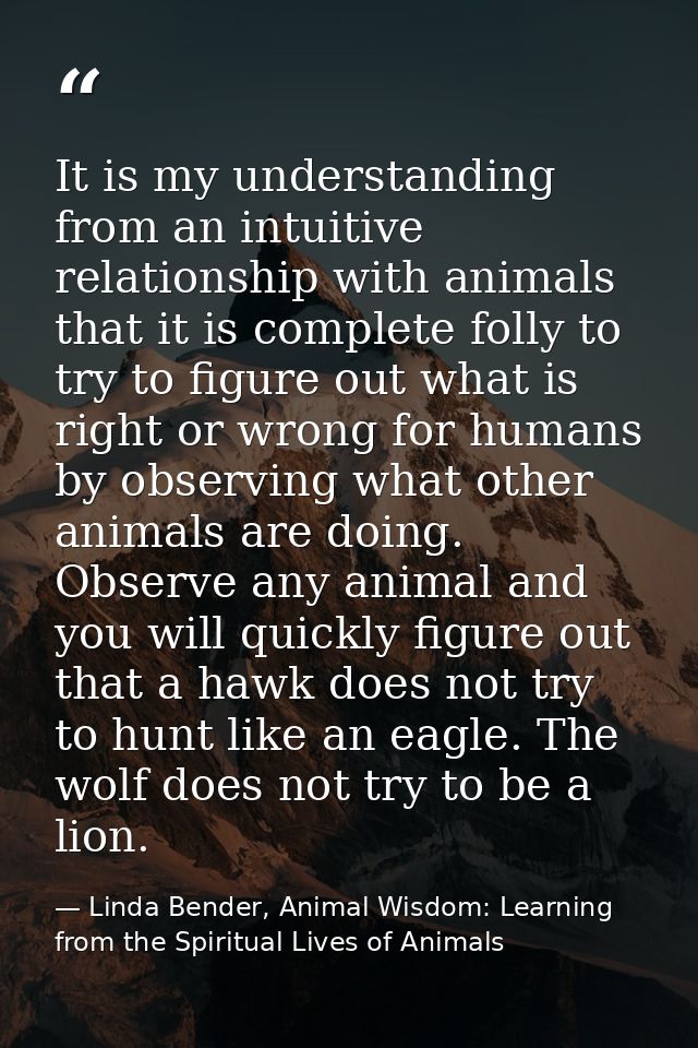 It is my understanding from an intuitive relationship with animals that it is complete folly to try to figure out what i — Linda Bender, Animal Wisdom: Learning from the Spiritual Lives of Animals