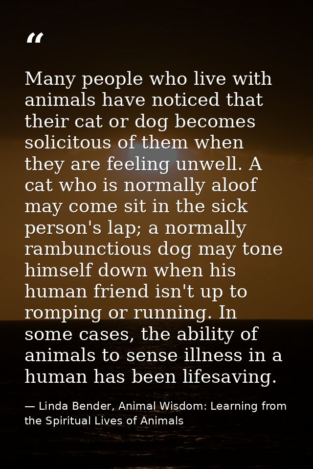 Many people who live with animals have noticed that their cat or dog becomes solicitous of them when they are feeling un — Linda Bender, Animal Wisdom: Learning from the Spiritual Lives of Animals
