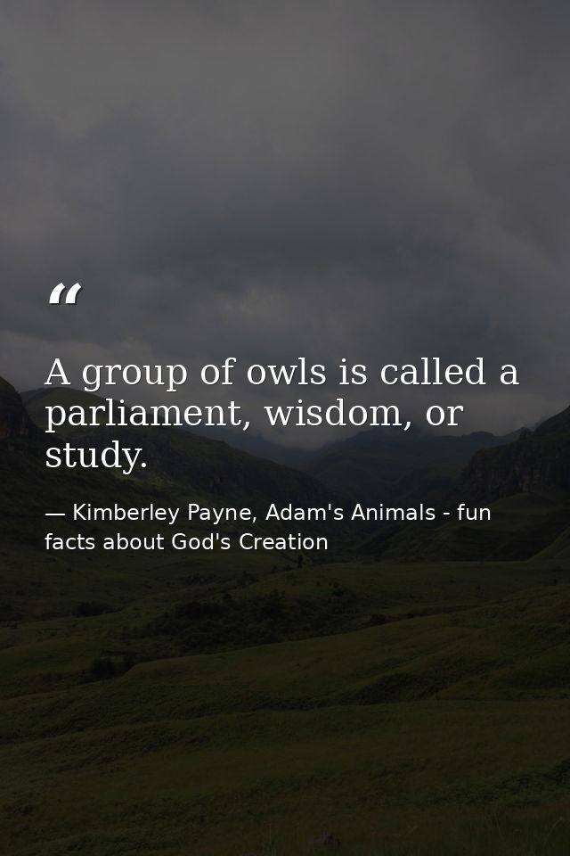 A group of owls is called a parliament, wisdom, or study. — Kimberley Payne, Adam's Animals - fun facts about God's Creation