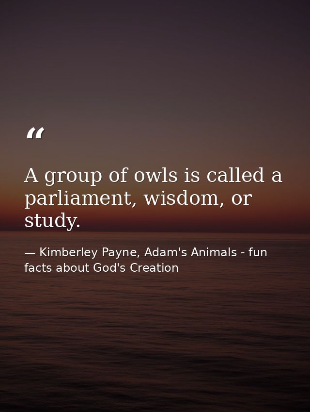 A group of owls is called a parliament, wisdom, or study. — Kimberley Payne, Adam's Animals - fun facts about God's Creation