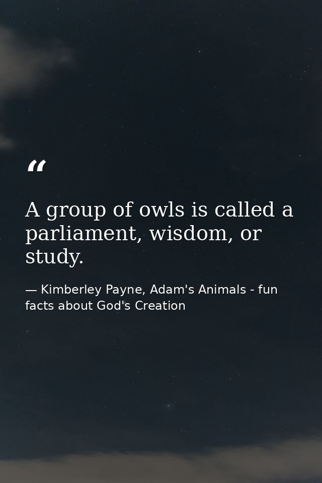 A group of owls is called a parliament, wisdom, or study. — Kimberley Payne, Adam's Animals - fun facts about God's Creation