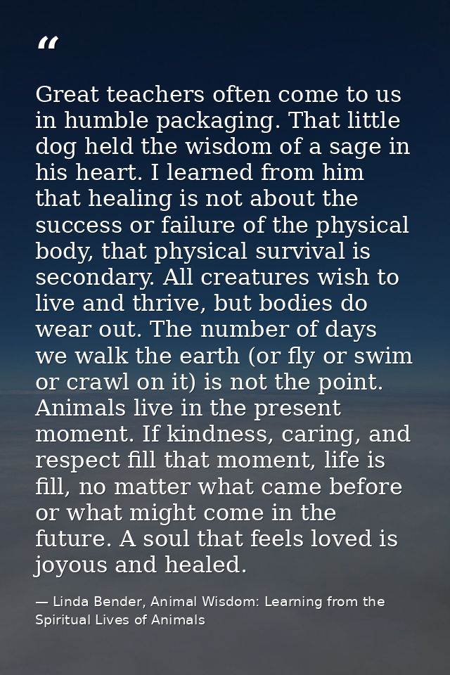 Great teachers often come to us in humble packaging. That little dog held the wisdom of a sage in his heart. I learned f — Linda Bender, Animal Wisdom: Learning from the Spiritual Lives of Animals