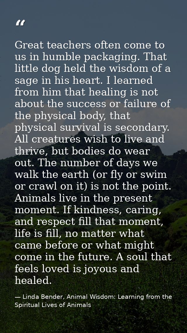 Great teachers often come to us in humble packaging. That little dog held the wisdom of a sage in his heart. I learned f — Linda Bender, Animal Wisdom: Learning from the Spiritual Lives of Animals