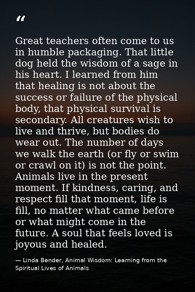 Great teachers often come to us in humble packaging. That little dog held the wisdom of a sage in his heart. I learned f — Linda Bender, Animal Wisdom: Learning from the Spiritual Lives of Animals