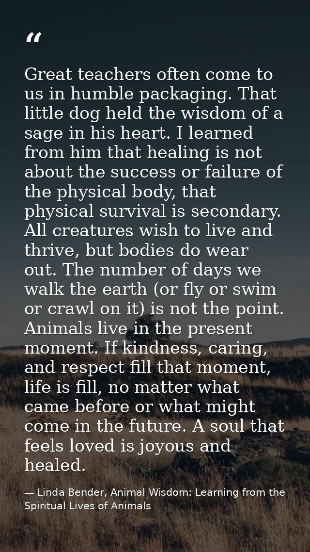Great teachers often come to us in humble packaging. That little dog held the wisdom of a sage in his heart. I learned f — Linda Bender, Animal Wisdom: Learning from the Spiritual Lives of Animals
