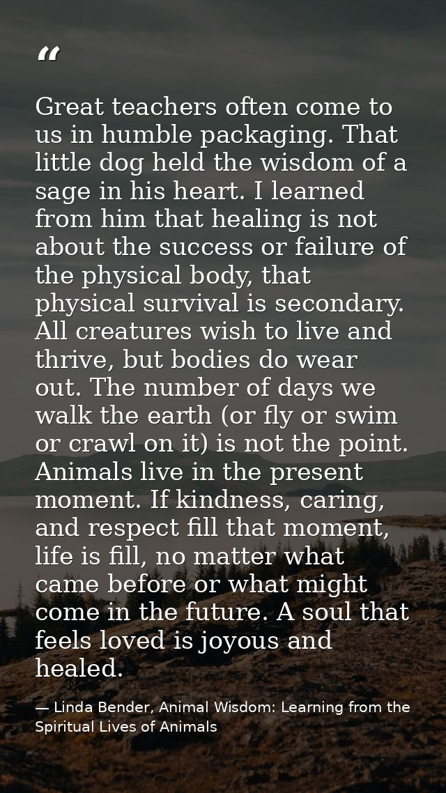 Great teachers often come to us in humble packaging. That little dog held the wisdom of a sage in his heart. I learned f — Linda Bender, Animal Wisdom: Learning from the Spiritual Lives of Animals