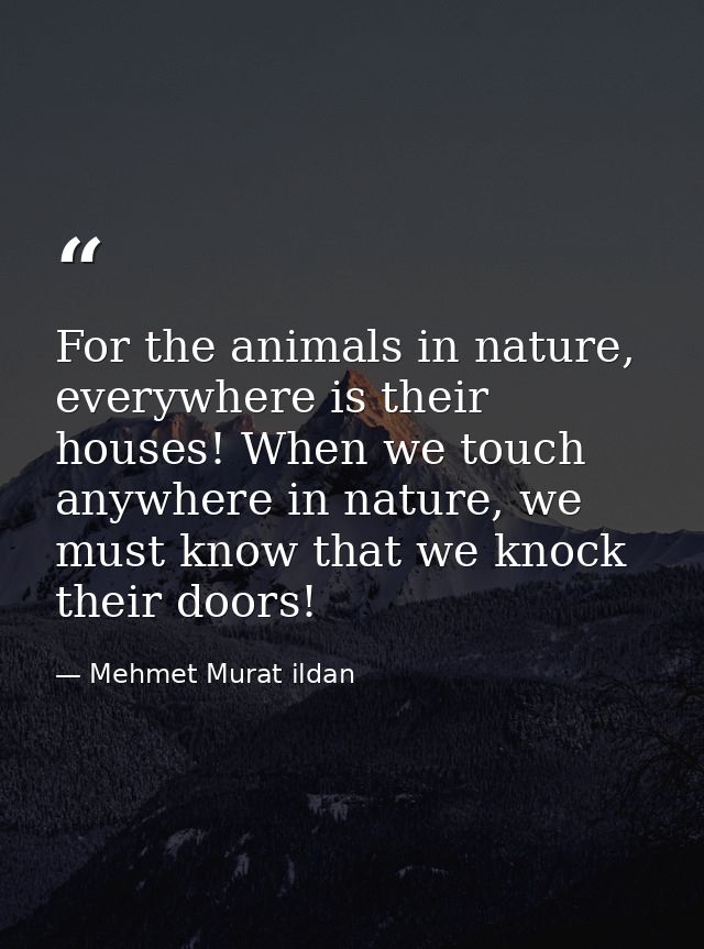 For the animals in nature, everywhere is their houses! When we touch anywhere in nature, we must know that we knock thei — Mehmet Murat ildan