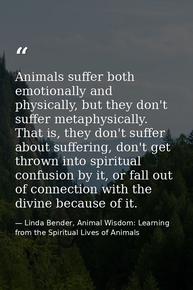 Animals suffer both emotionally and physically, but they don't suffer metaphysically. That is, they don't suffer about s — Linda Bender, Animal Wisdom: Learning from the Spiritual Lives of Animals