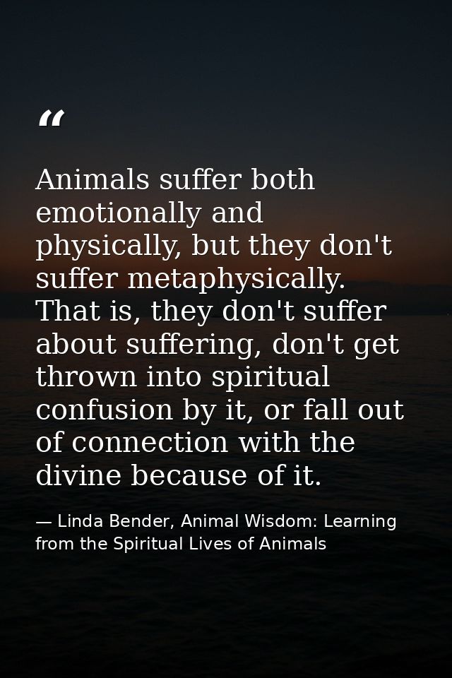 Animals suffer both emotionally and physically, but they don't suffer metaphysically. That is, they don't suffer about s — Linda Bender, Animal Wisdom: Learning from the Spiritual Lives of Animals