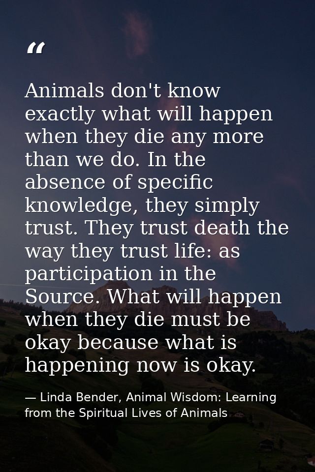 Animals don't know exactly what will happen when they die any more than we do. In the absence of specific knowledge, the — Linda Bender, Animal Wisdom: Learning from the Spiritual Lives of Animals