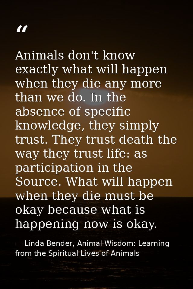 Animals don't know exactly what will happen when they die any more than we do. In the absence of specific knowledge, the — Linda Bender, Animal Wisdom: Learning from the Spiritual Lives of Animals