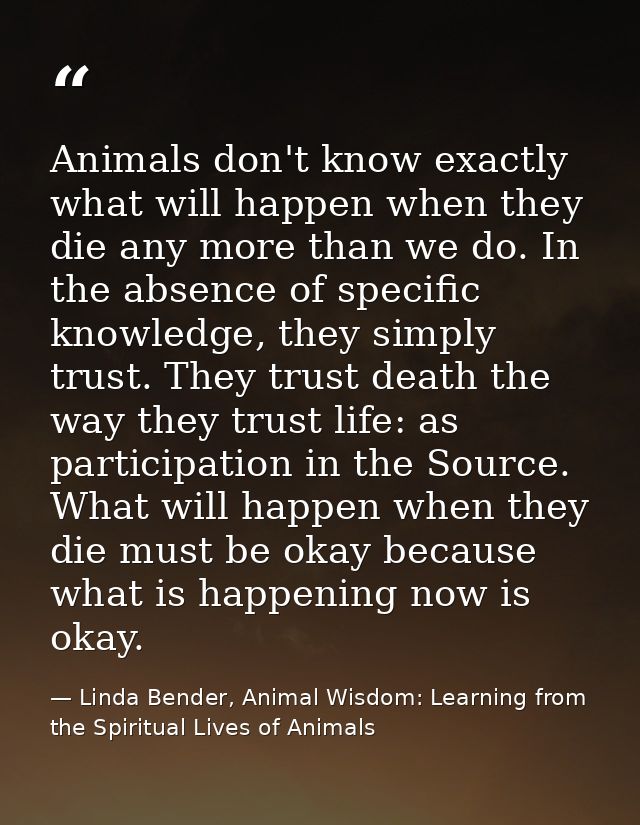 Animals don't know exactly what will happen when they die any more than we do. In the absence of specific knowledge, the — Linda Bender, Animal Wisdom: Learning from the Spiritual Lives of Animals