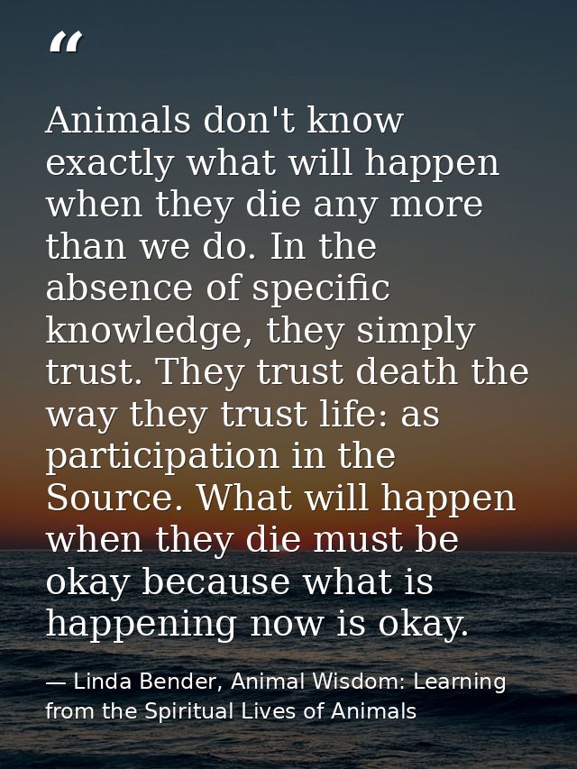 Animals don't know exactly what will happen when they die any more than we do. In the absence of specific knowledge, the — Linda Bender, Animal Wisdom: Learning from the Spiritual Lives of Animals