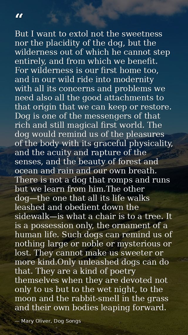 But I want to extol not the sweetness nor the placidity of the dog, but the wilderness out of which he cannot step entir — Mary Oliver, Dog Songs