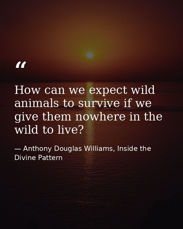 How can we expect wild animals to survive if we give them nowhere in the wild to live? — Anthony Douglas Williams, Inside the Divine Pattern