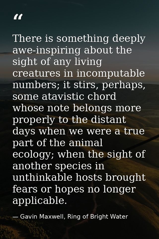 There is something deeply awe-inspiring about the sight of any living creatures in incomputable numbers; it stirs, perha — Gavin Maxwell, Ring of Bright Water