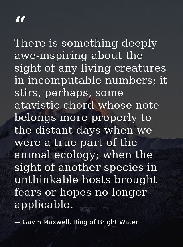 There is something deeply awe-inspiring about the sight of any living creatures in incomputable numbers; it stirs, perha — Gavin Maxwell, Ring of Bright Water