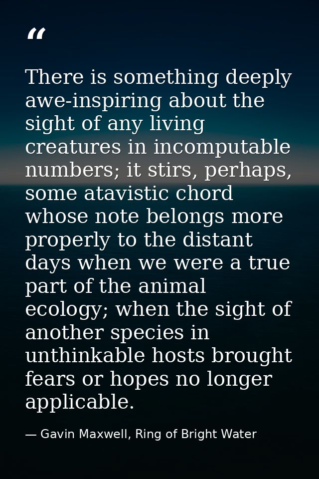 There is something deeply awe-inspiring about the sight of any living creatures in incomputable numbers; it stirs, perha — Gavin Maxwell, Ring of Bright Water