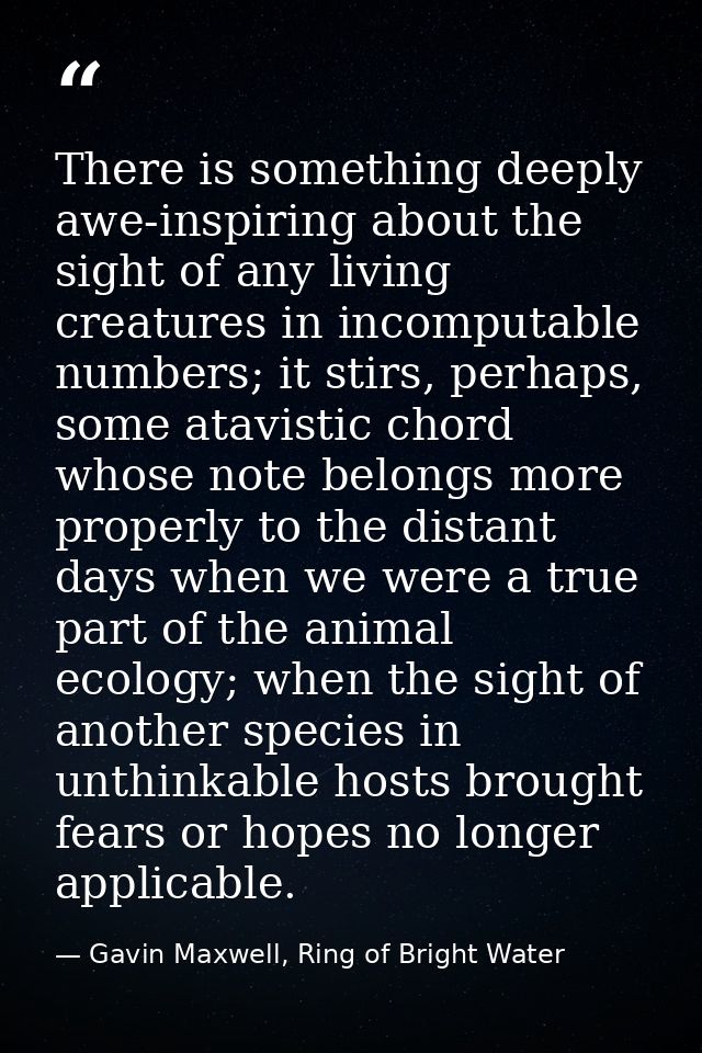 There is something deeply awe-inspiring about the sight of any living creatures in incomputable numbers; it stirs, perha — Gavin Maxwell, Ring of Bright Water