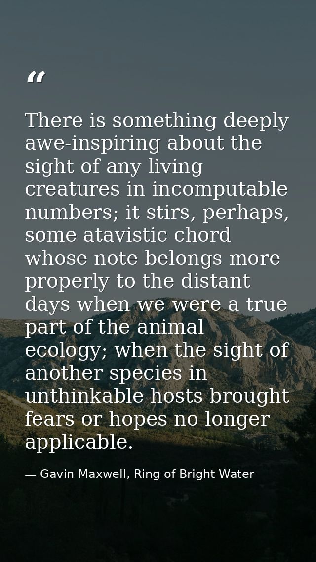 There is something deeply awe-inspiring about the sight of any living creatures in incomputable numbers; it stirs, perha — Gavin Maxwell, Ring of Bright Water