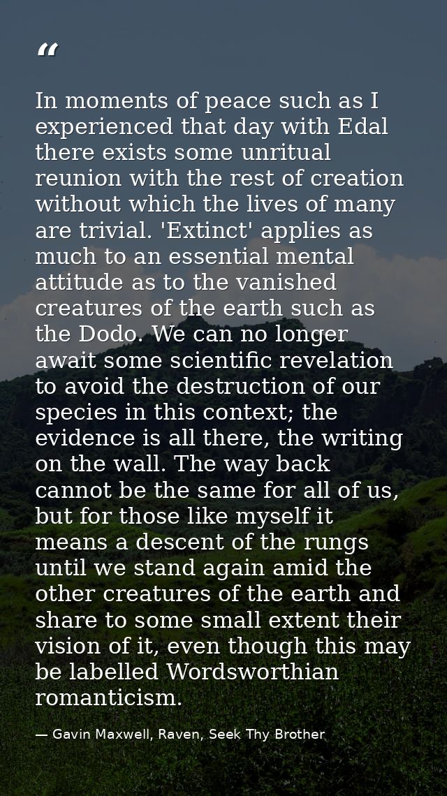 In moments of peace such as I experienced that day with Edal there exists some unritual reunion with the rest of creatio — Gavin Maxwell, Raven, Seek Thy Brother