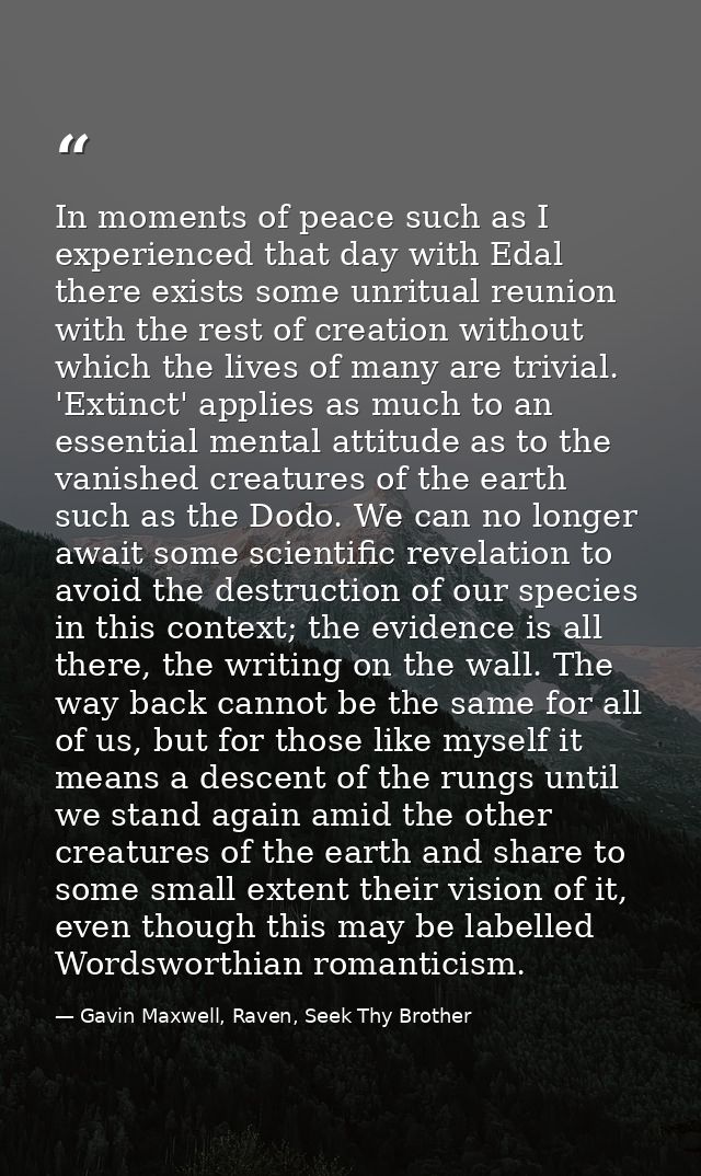 In moments of peace such as I experienced that day with Edal there exists some unritual reunion with the rest of creatio — Gavin Maxwell, Raven, Seek Thy Brother