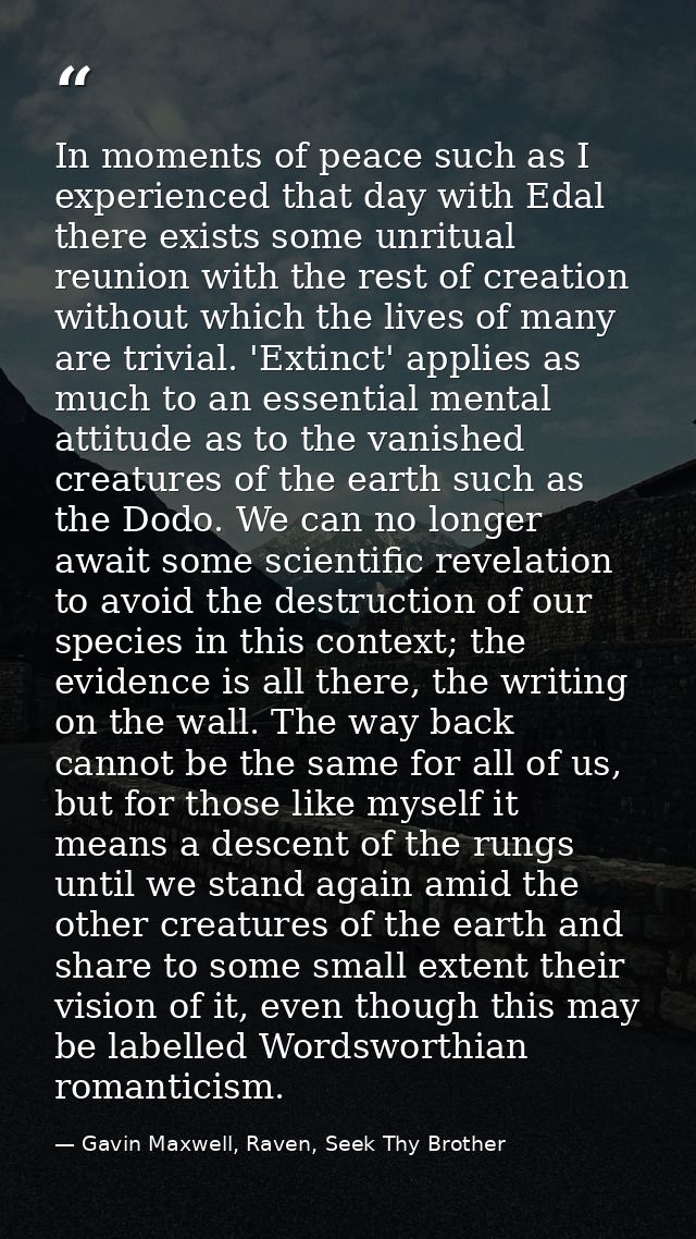 In moments of peace such as I experienced that day with Edal there exists some unritual reunion with the rest of creatio — Gavin Maxwell, Raven, Seek Thy Brother