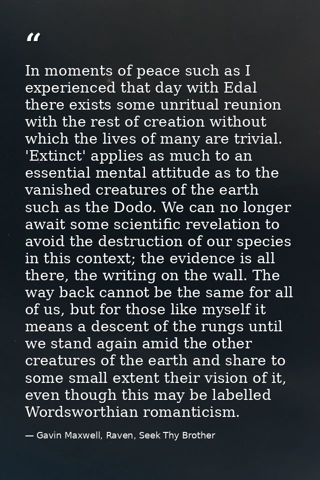 In moments of peace such as I experienced that day with Edal there exists some unritual reunion with the rest of creatio — Gavin Maxwell, Raven, Seek Thy Brother