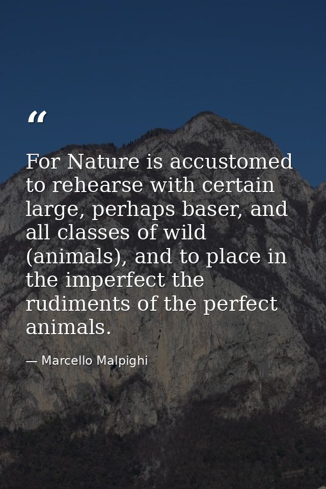 For Nature is accustomed to rehearse with certain large, perhaps baser, and all classes of wild (animals), and to place  — Marcello Malpighi