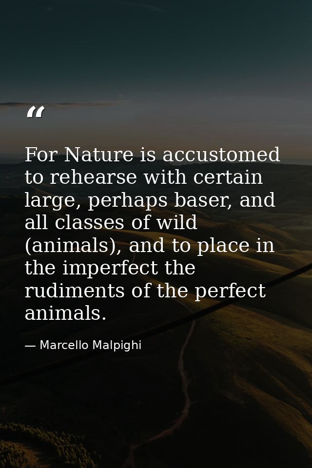 For Nature is accustomed to rehearse with certain large, perhaps baser, and all classes of wild (animals), and to place  — Marcello Malpighi
