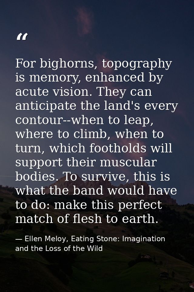 For bighorns, topography is memory, enhanced by acute vision. They can anticipate the land's every contour--when to leap — Ellen Meloy, Eating Stone: Imagination and the Loss of the Wild