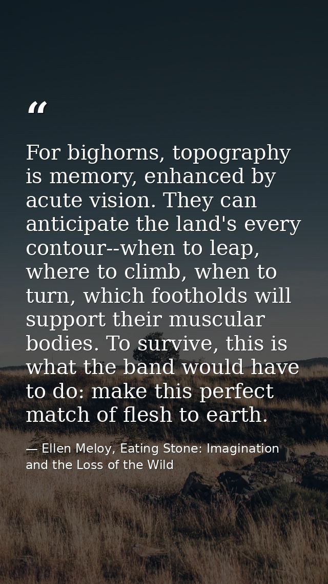 For bighorns, topography is memory, enhanced by acute vision. They can anticipate the land's every contour--when to leap — Ellen Meloy, Eating Stone: Imagination and the Loss of the Wild