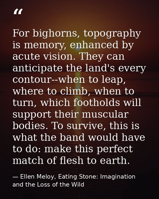 For bighorns, topography is memory, enhanced by acute vision. They can anticipate the land's every contour--when to leap — Ellen Meloy, Eating Stone: Imagination and the Loss of the Wild