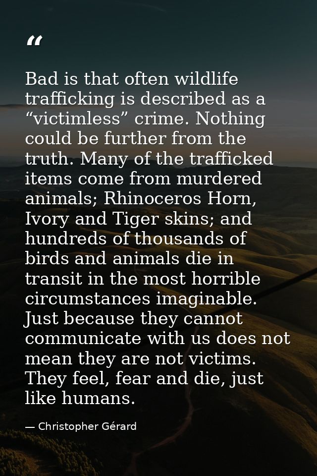 Bad is that often wildlife trafficking is described as a “victimless” crime. Nothing could be further from the truth. Ma — Christopher Gérard
